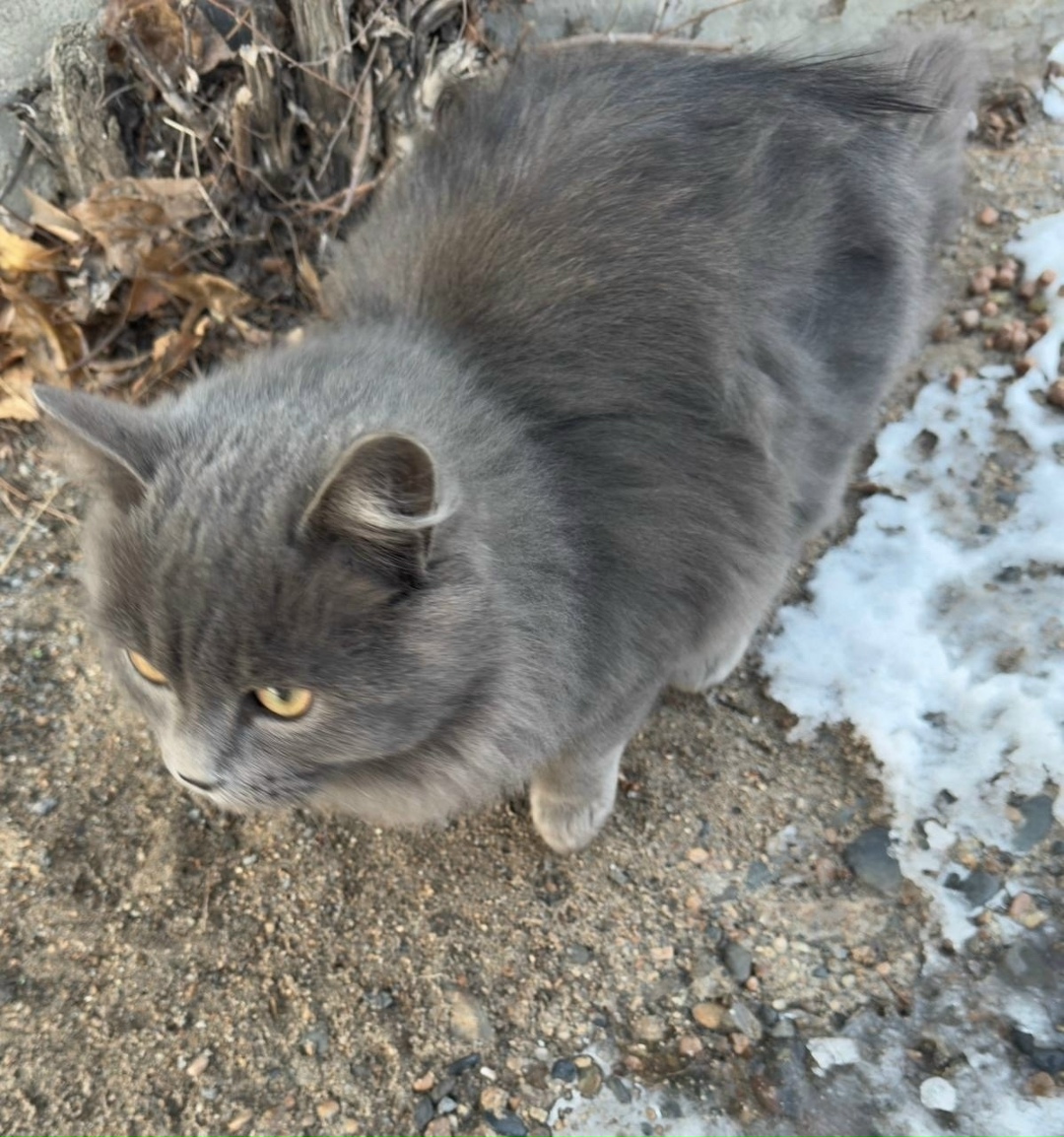 Пропала кошка в Чите — фото объявления