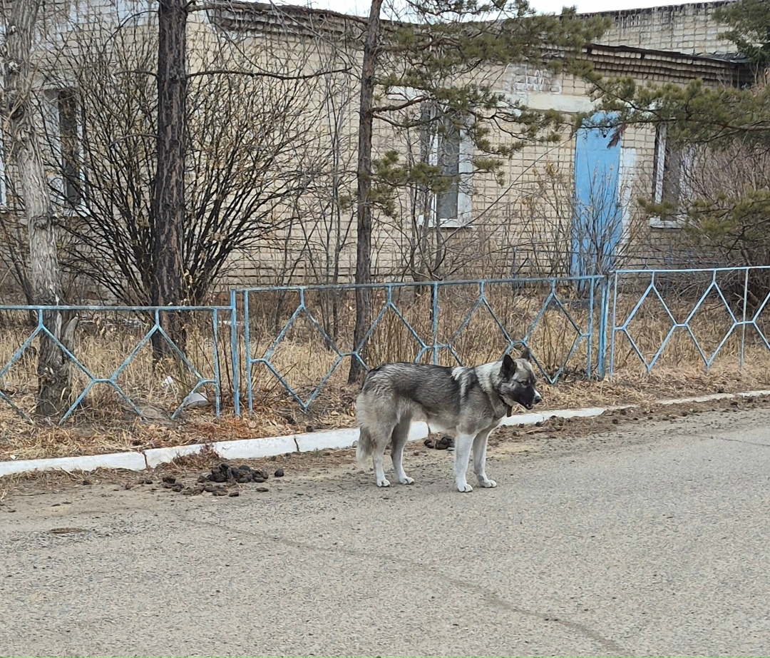 Найдена собака в Чите — фото объявления