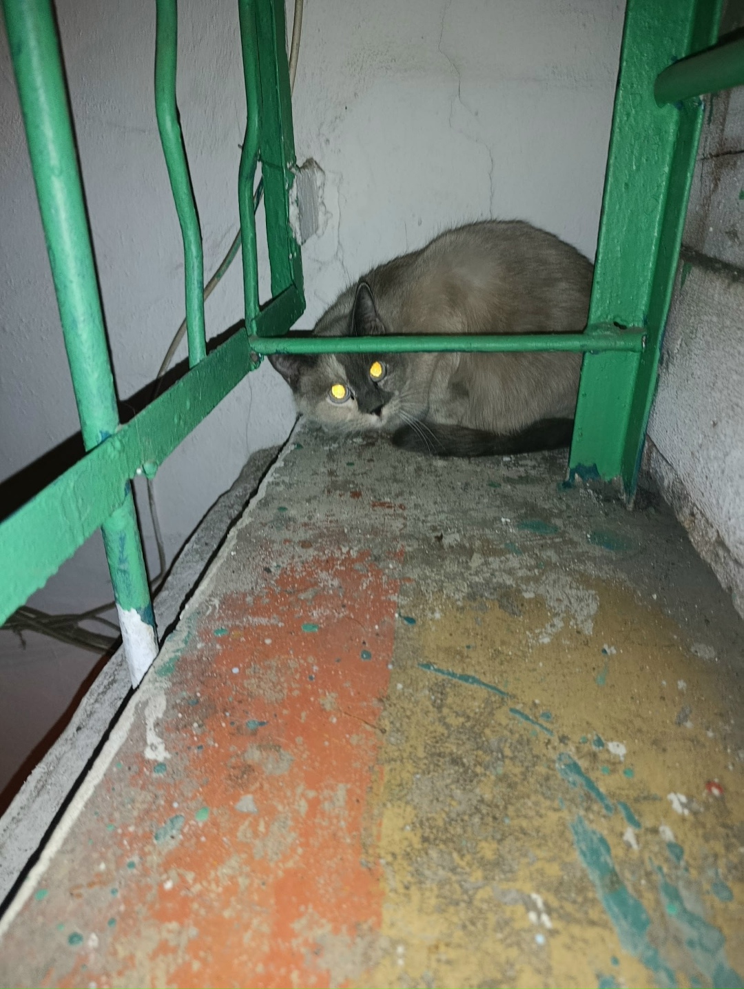 Пропала кошка в Чите — фото объявления