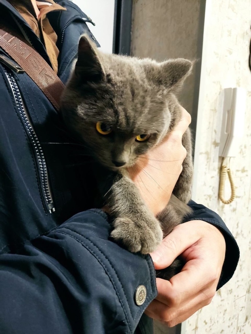 Найдена кошка в Чите — фото объявления
