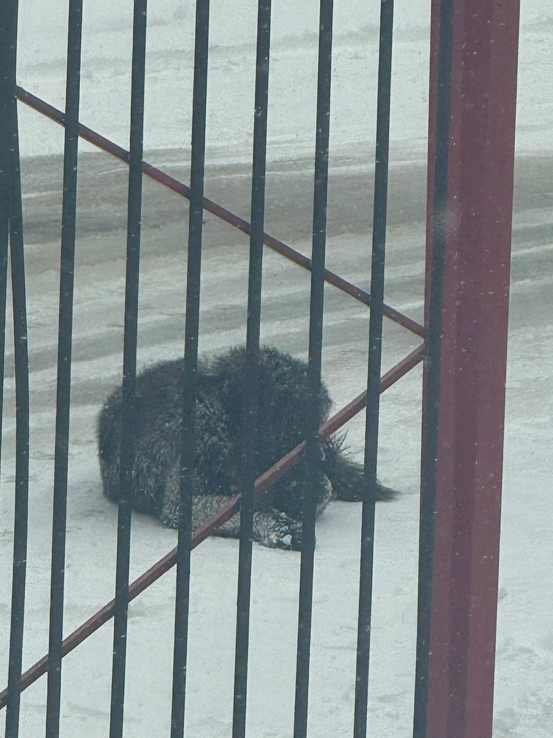 Найдена собака в Чите — фото объявления