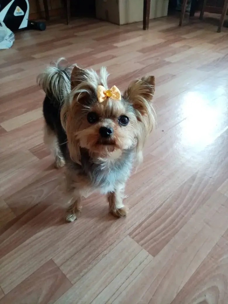 Пропала собака в Чите — фото объявления