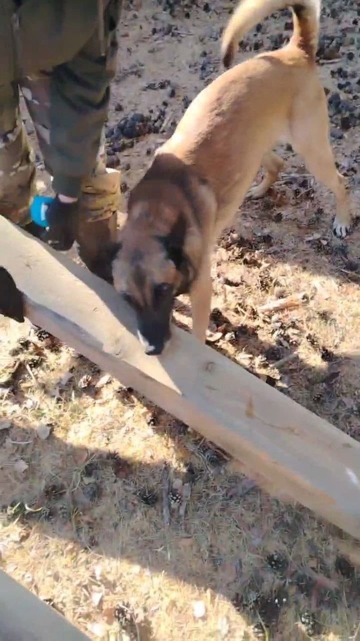 Найдена собака в Чите — фото объявления