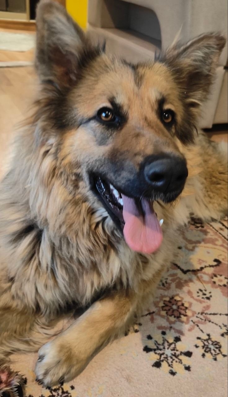 Найдена собака в Чите — фото объявления