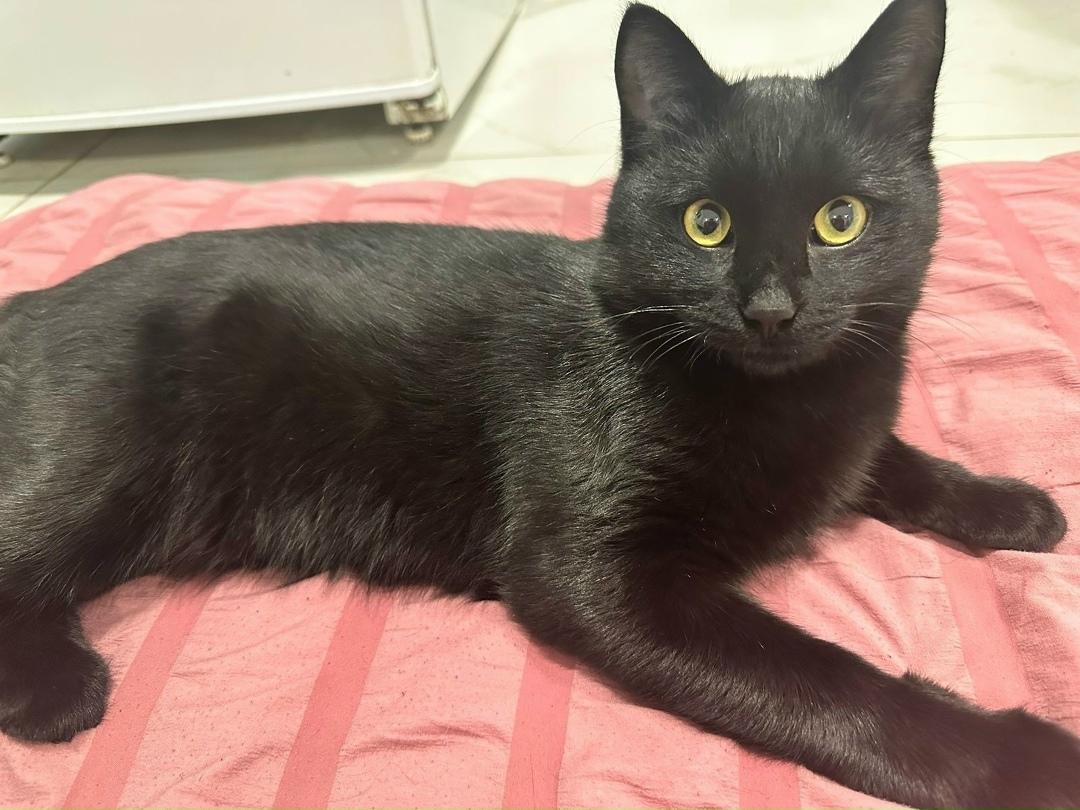 Пропала кошка в Чите — фото объявления