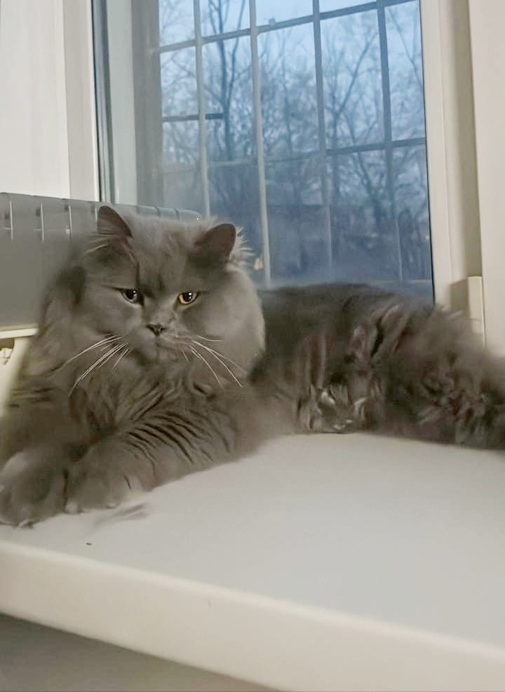 Найдена кошка в Чите — фото объявления