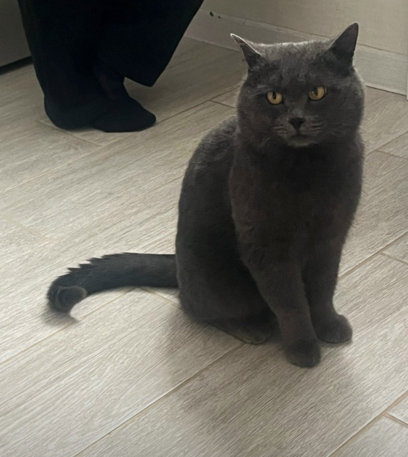 Найдена кошка в Чите — фото объявления