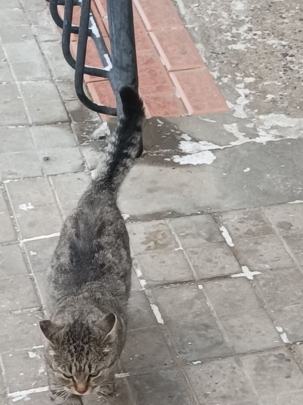 Пропала кошка в Чите — фото объявления