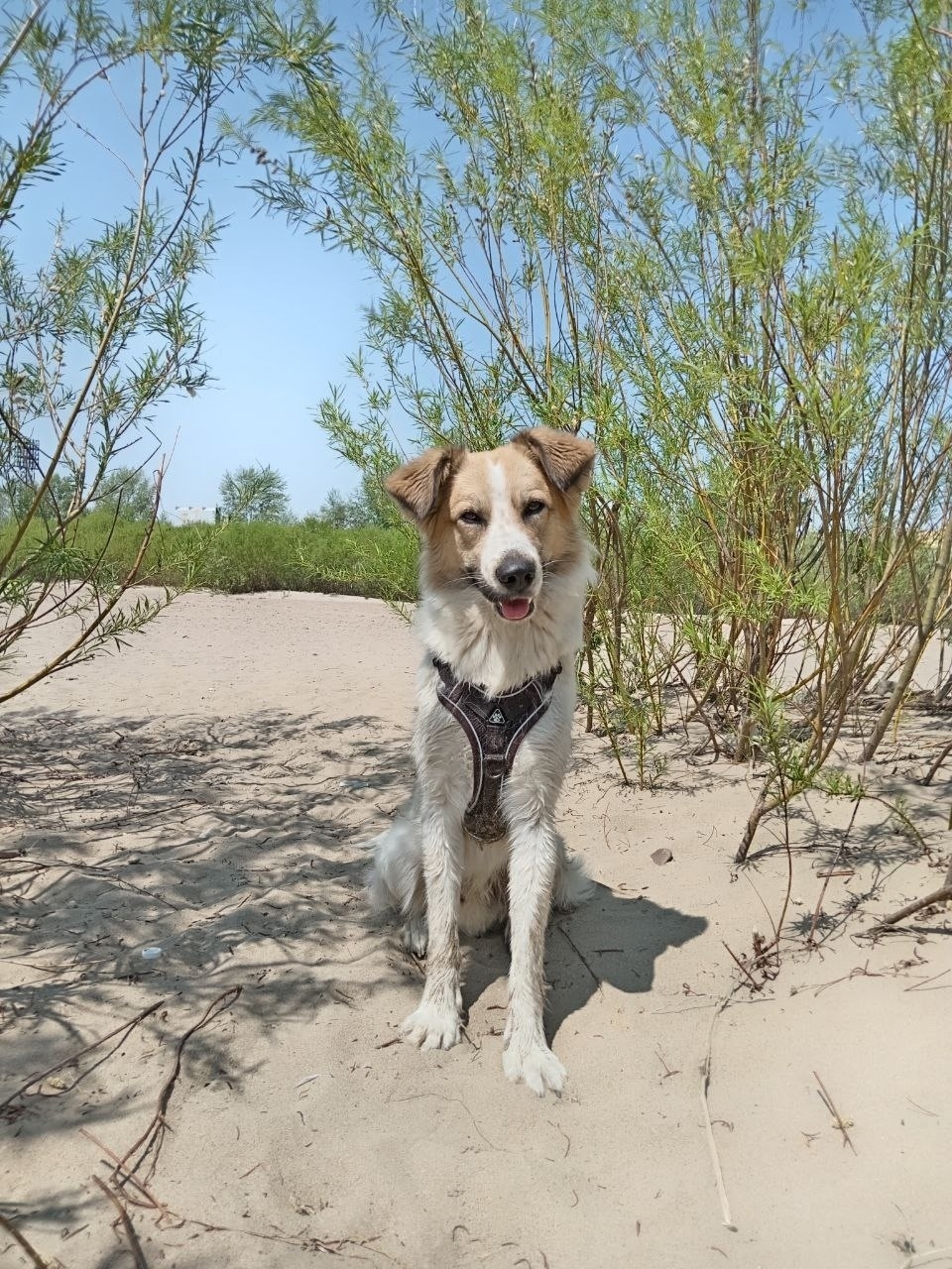 Пропала собака в Чите — фото объявления