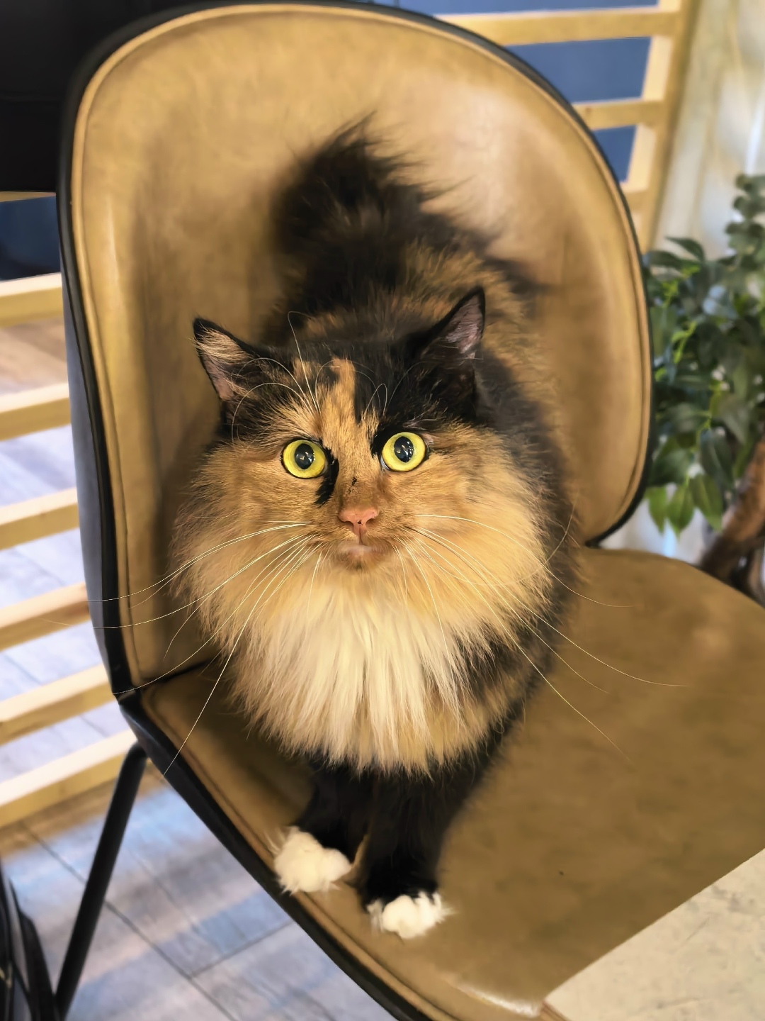 Найдена кошка в Чите — фото объявления