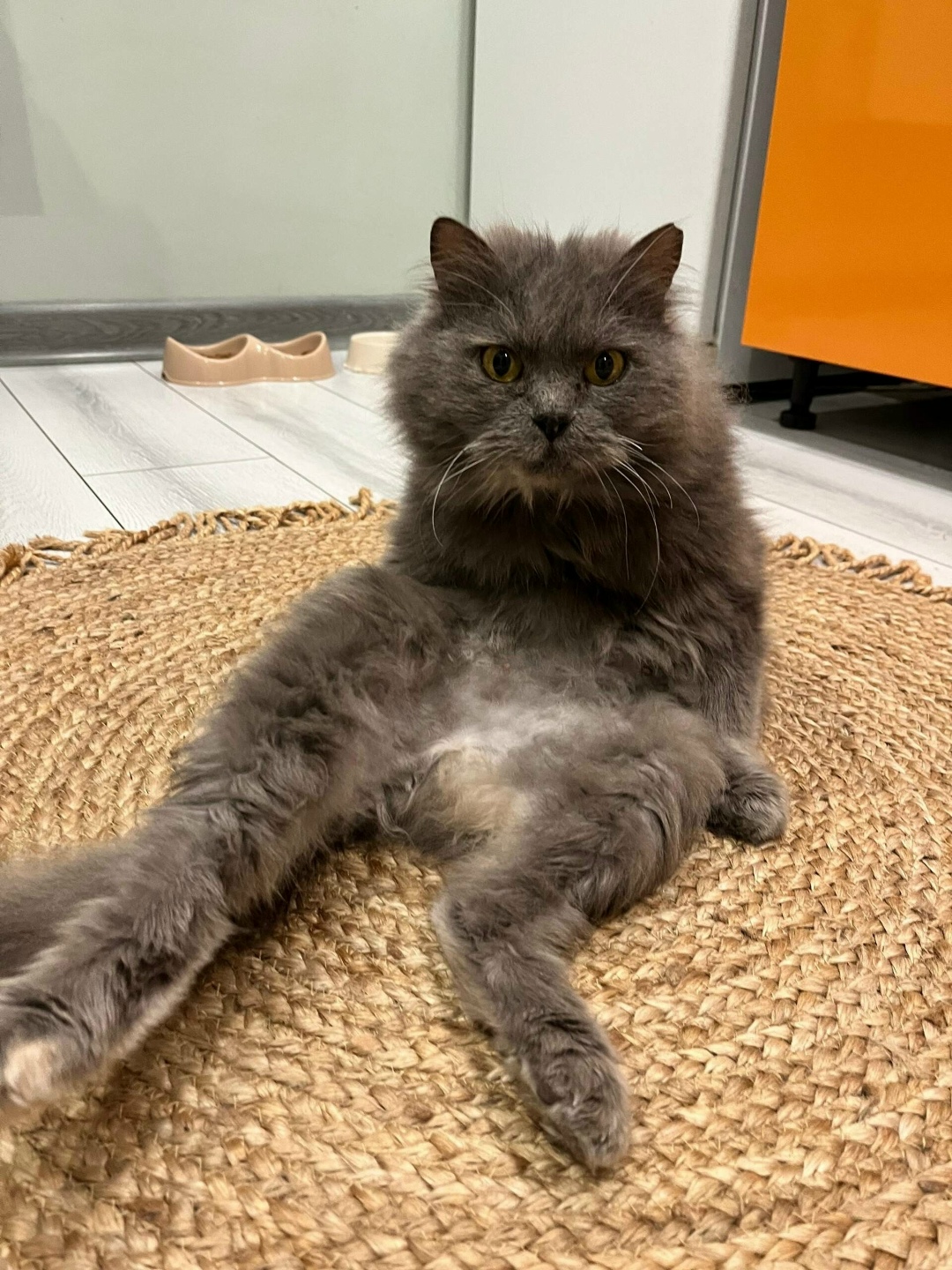 Найдена кошка в Чите — фото объявления