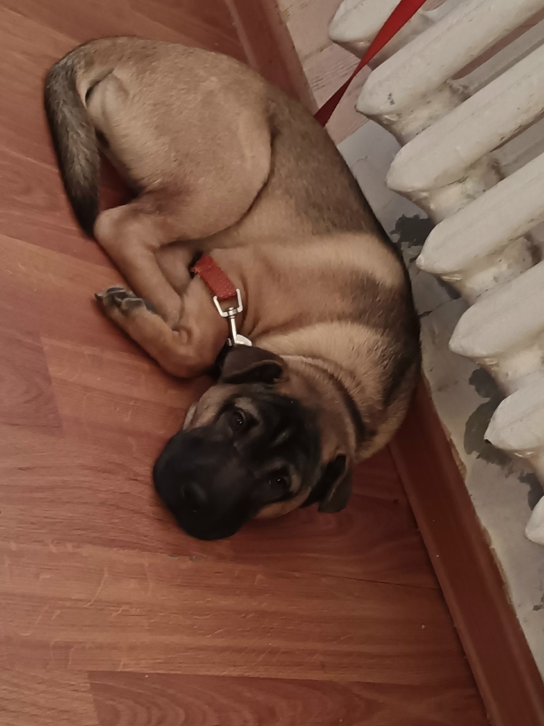 Найдена собака в Чите — фото объявления