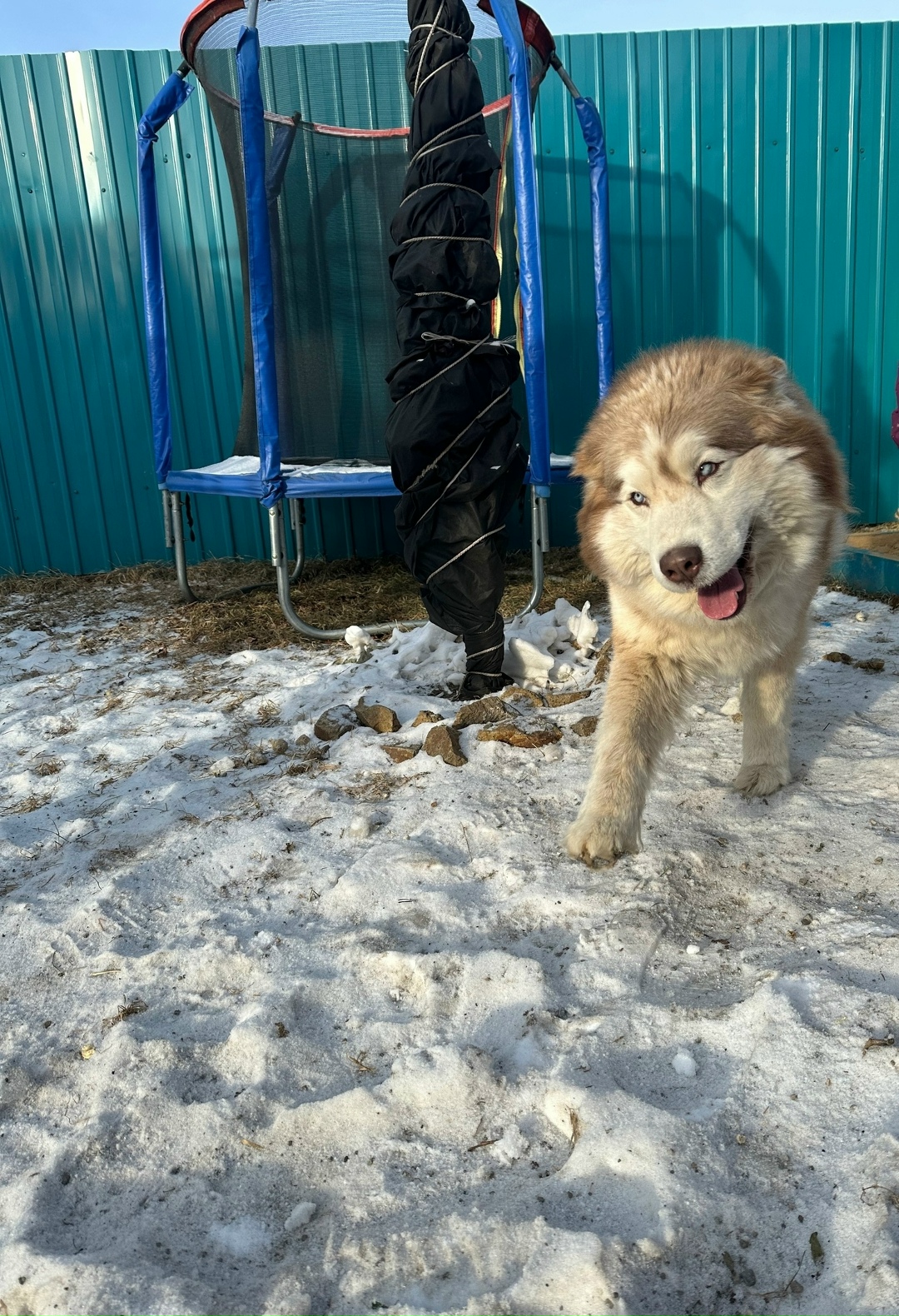 Пропала собака в Чите — фото объявления