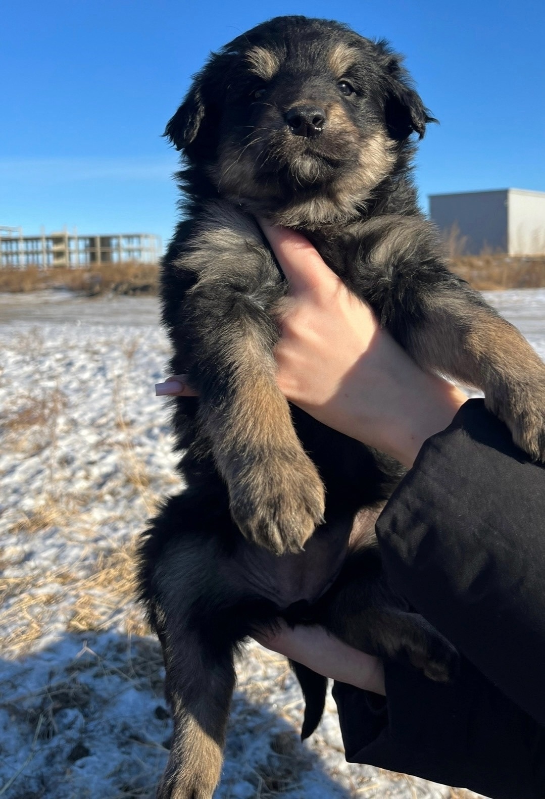 Найдена собака в Чите — фото объявления