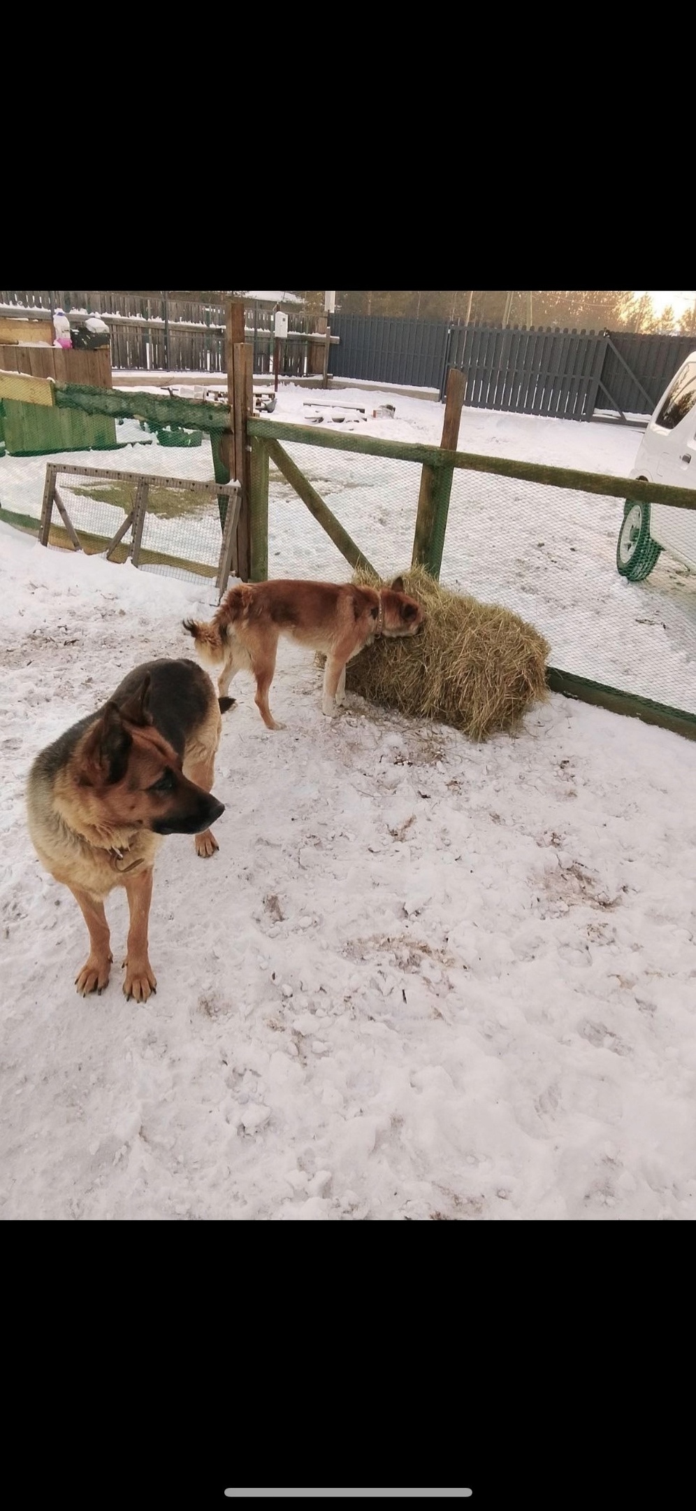 Пропала собака в Чите — фото объявления