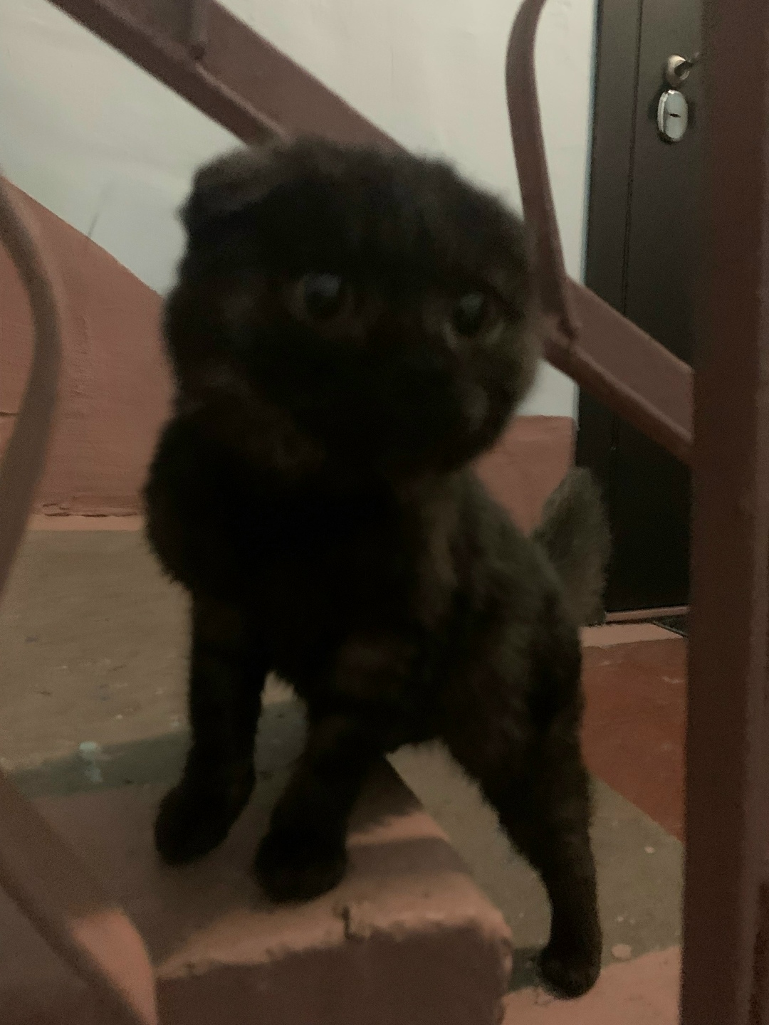 Найдена кошка в Чите — фото объявления