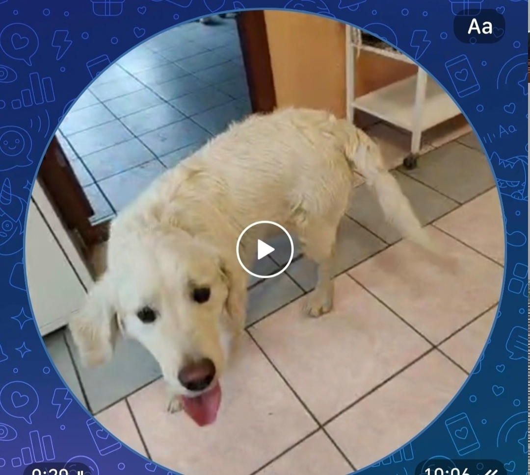 Пропала собака в Чите — фото объявления