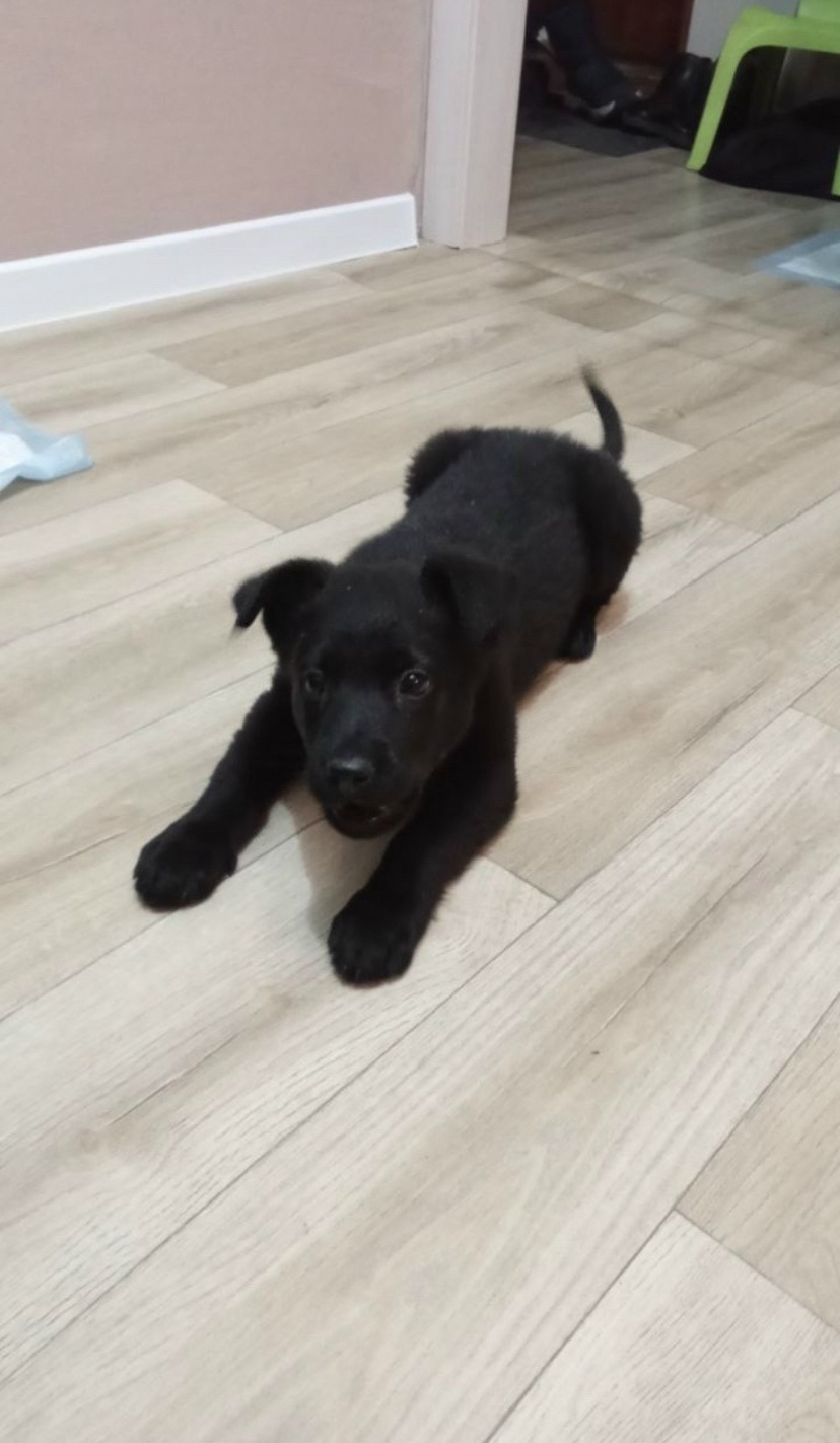 Найдена собака в Чите — фото объявления