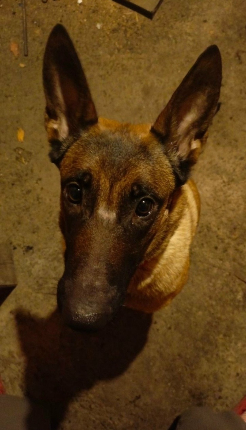 Пропала собака в Чите — фото объявления