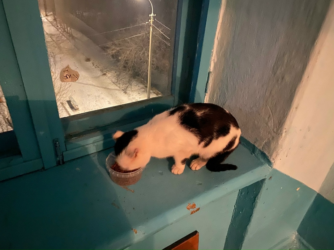 Найдена кошка в Чите — фото объявления