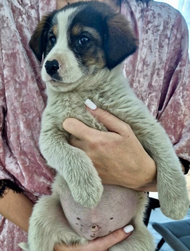 Найдена собака в Чите — фото объявления