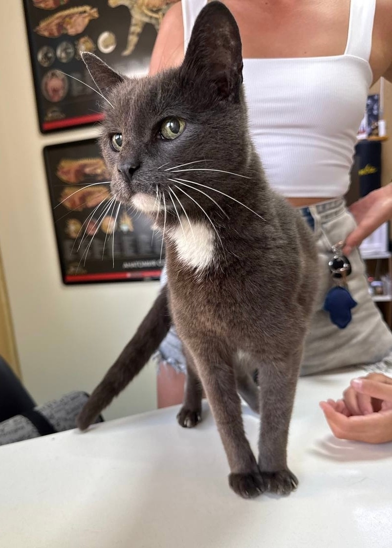 Пропала кошка в Чебоксарах — фото объявления