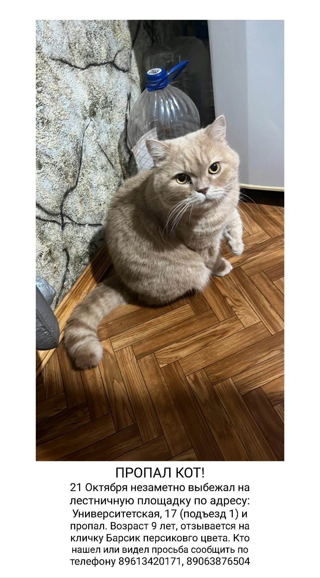Пропала кошка в Чебоксарах — фото объявления