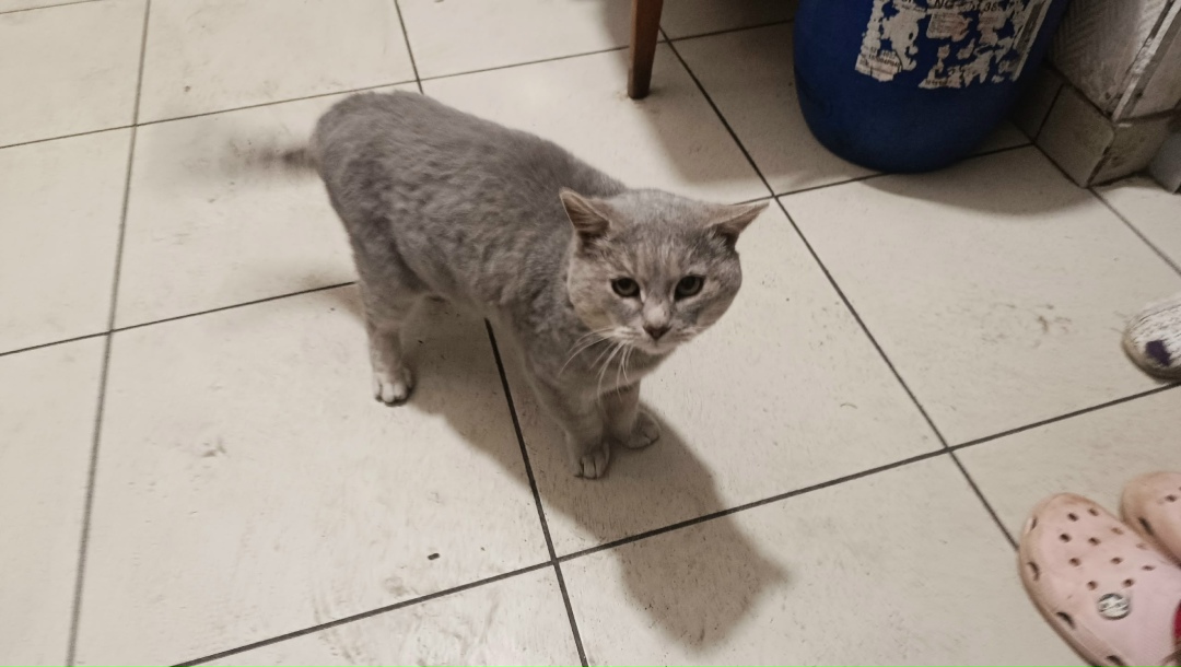 Найдена кошка в Чебоксарах — фото объявления