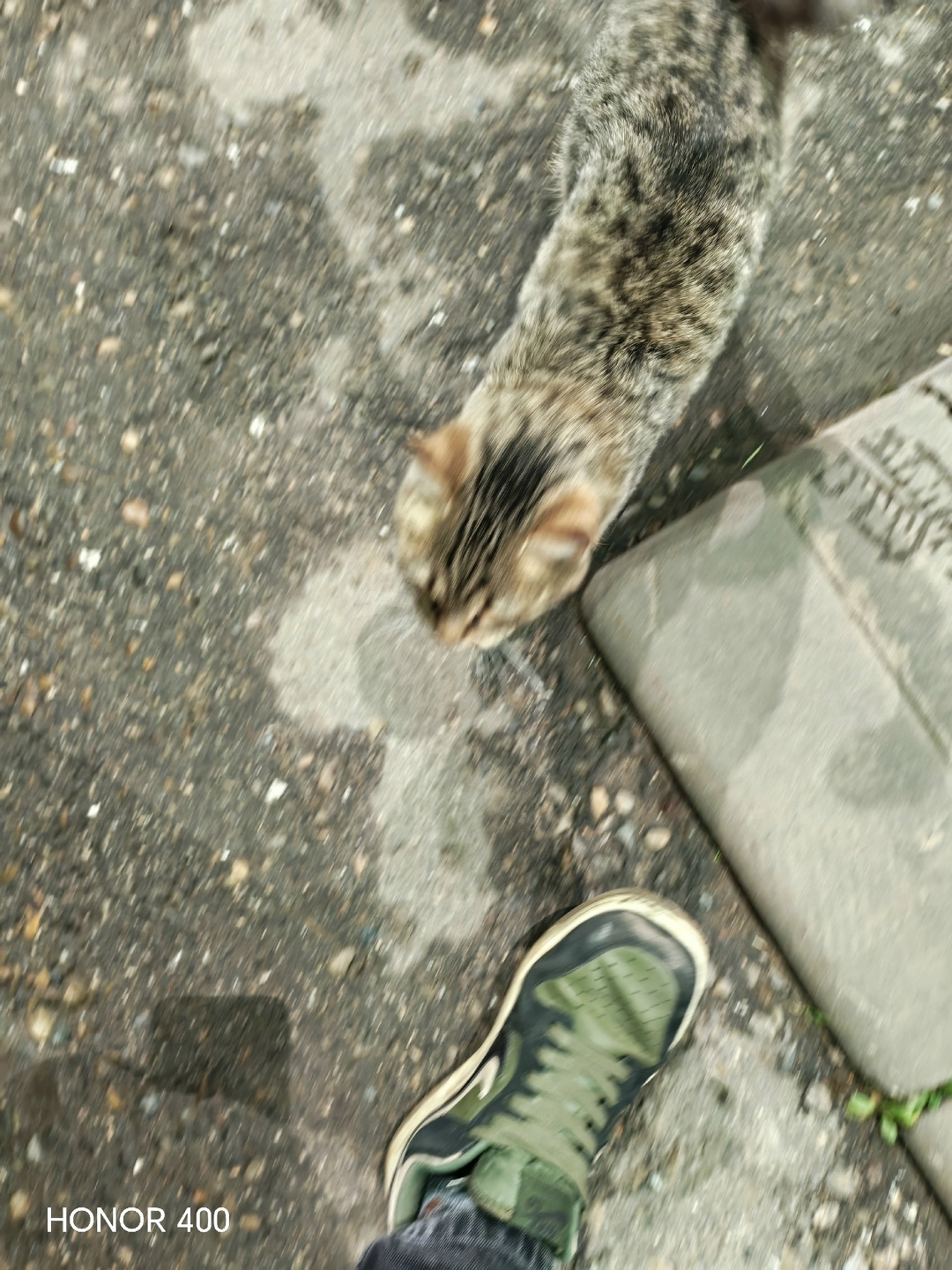 Пропала кошка в Чебоксарах — фото объявления