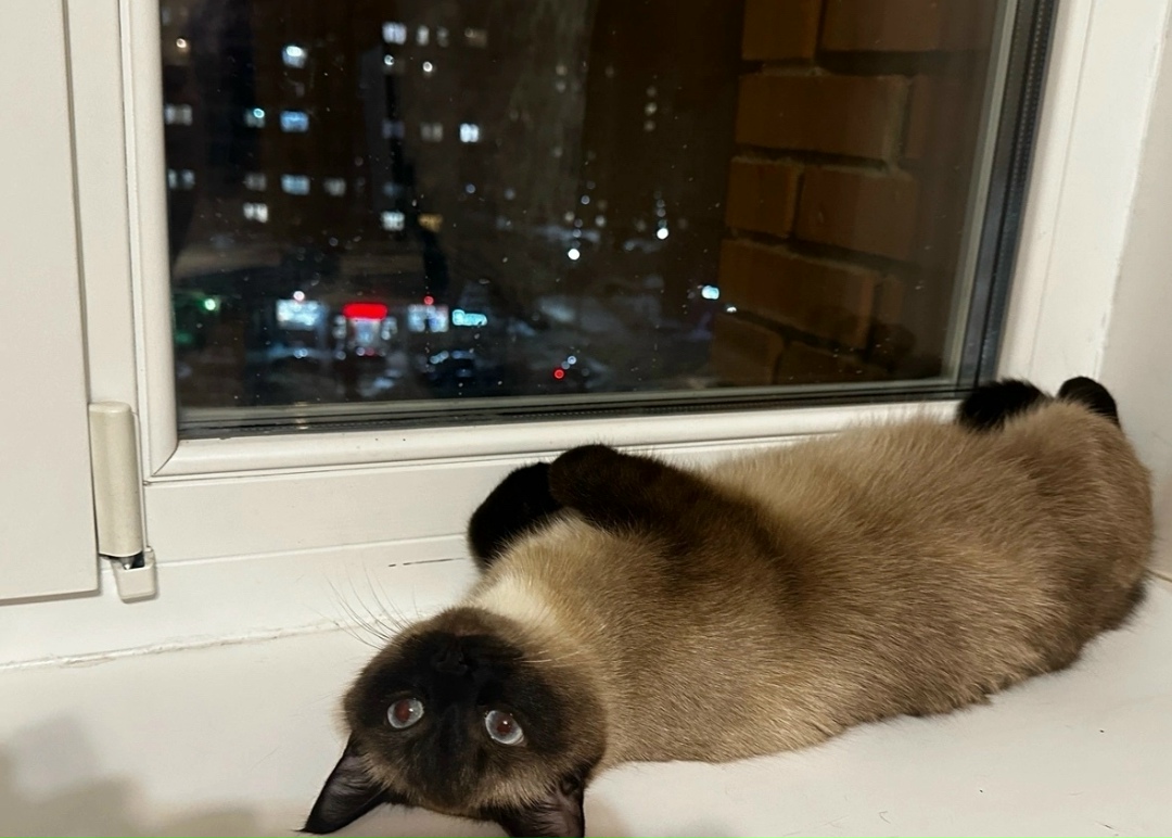 Пропала кошка в Чебоксарах — фото объявления