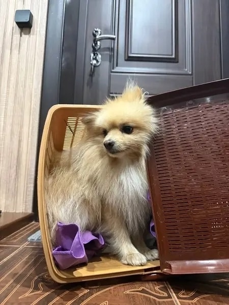 Пропала собака в Чебоксарах — фото объявления