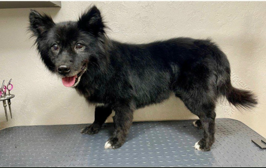 Найдена собака в Чебоксарах — фото объявления