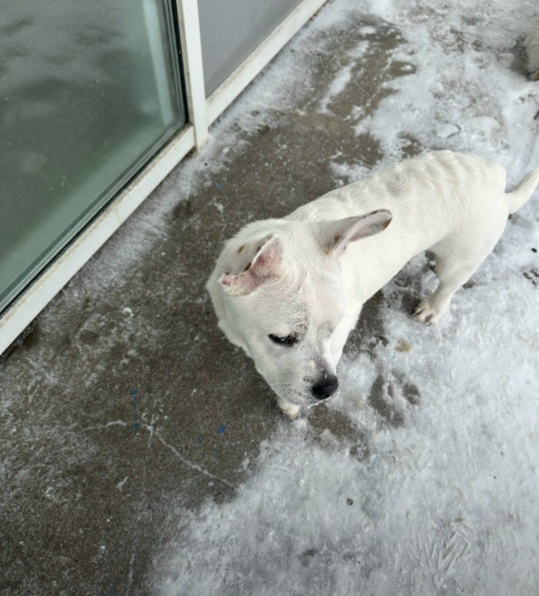 Найдена собака в Чебоксарах — фото объявления
