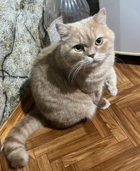 Пропала кошка в Чебоксарах — фото объявления