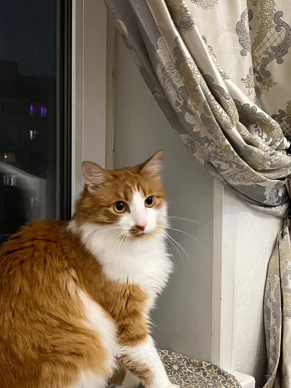 Пропала кошка в Чебоксарах — фото объявления