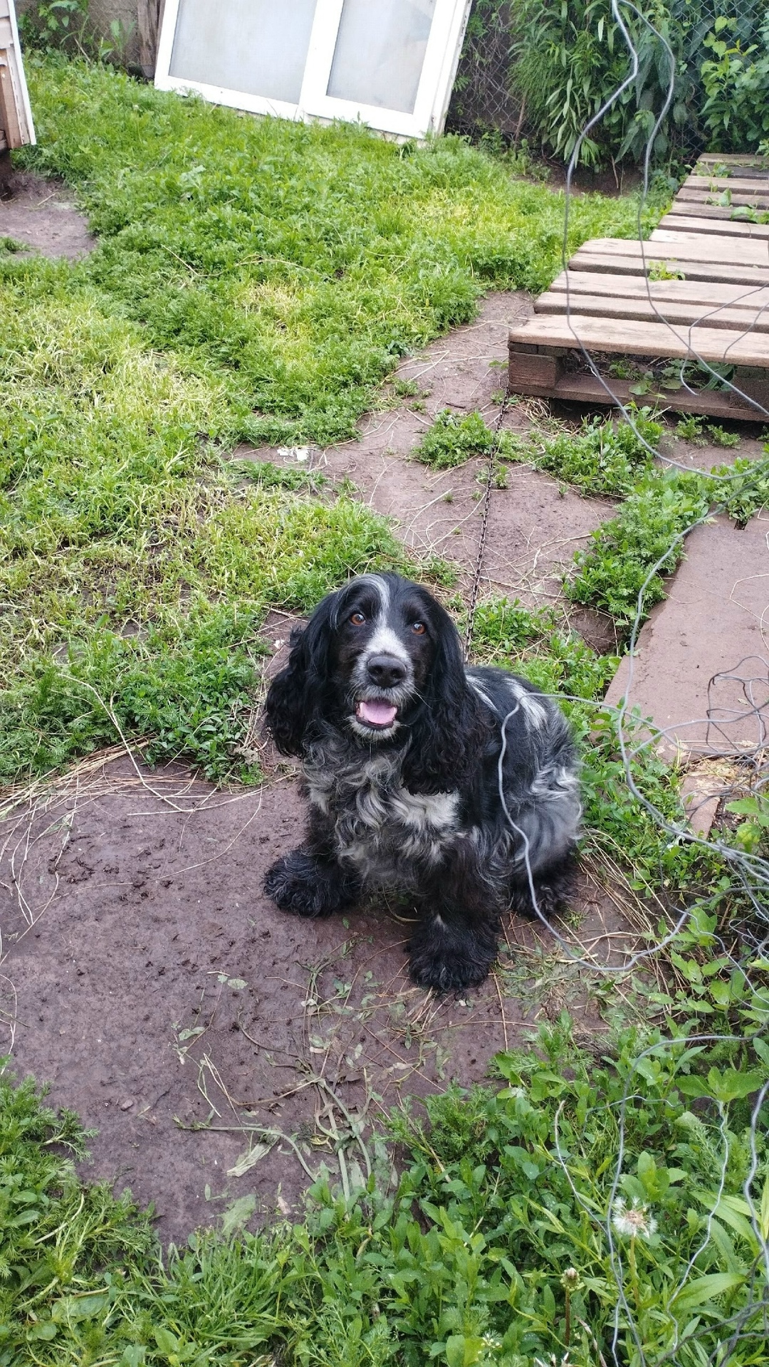 Пропала собака в Чебоксарах — фото объявления