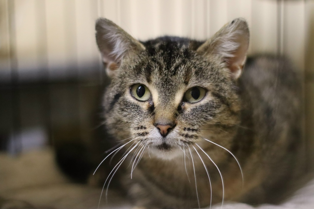 Найдена собака в Великом Новгороде — фото объявления