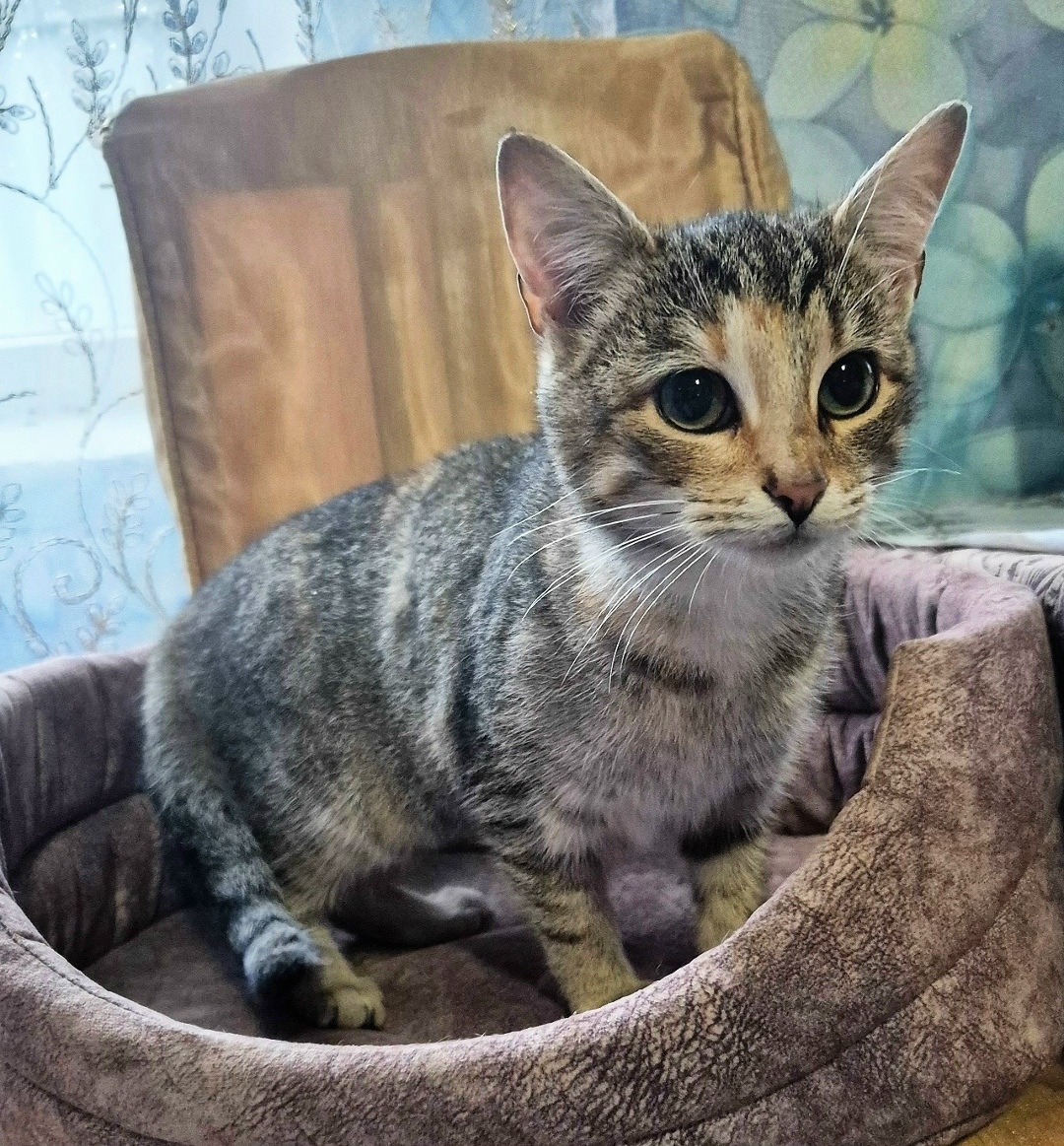 Найдена кошка в Великом Новгороде — фото объявления