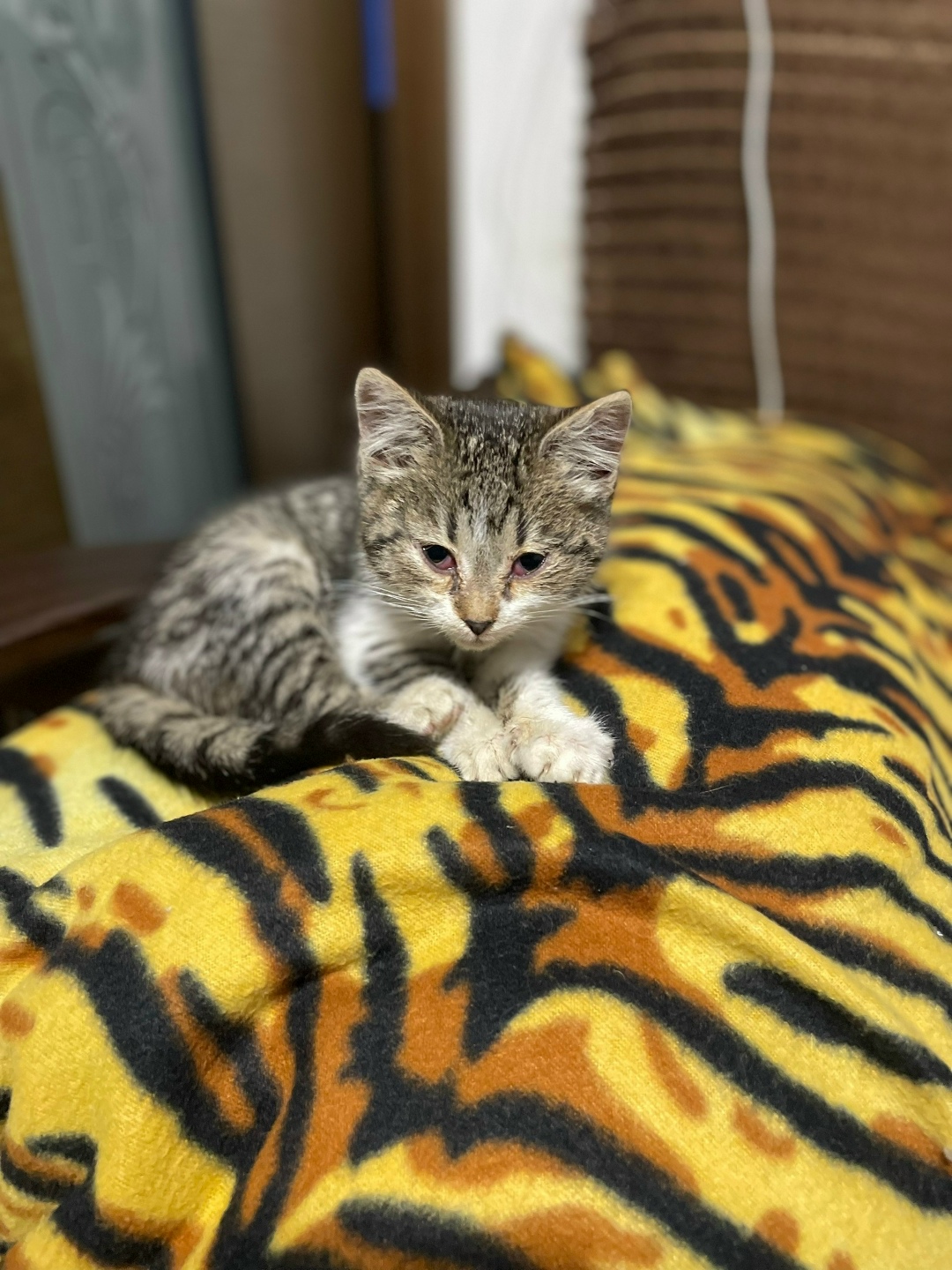 Найдена кошка в Великом Новгороде — фото объявления