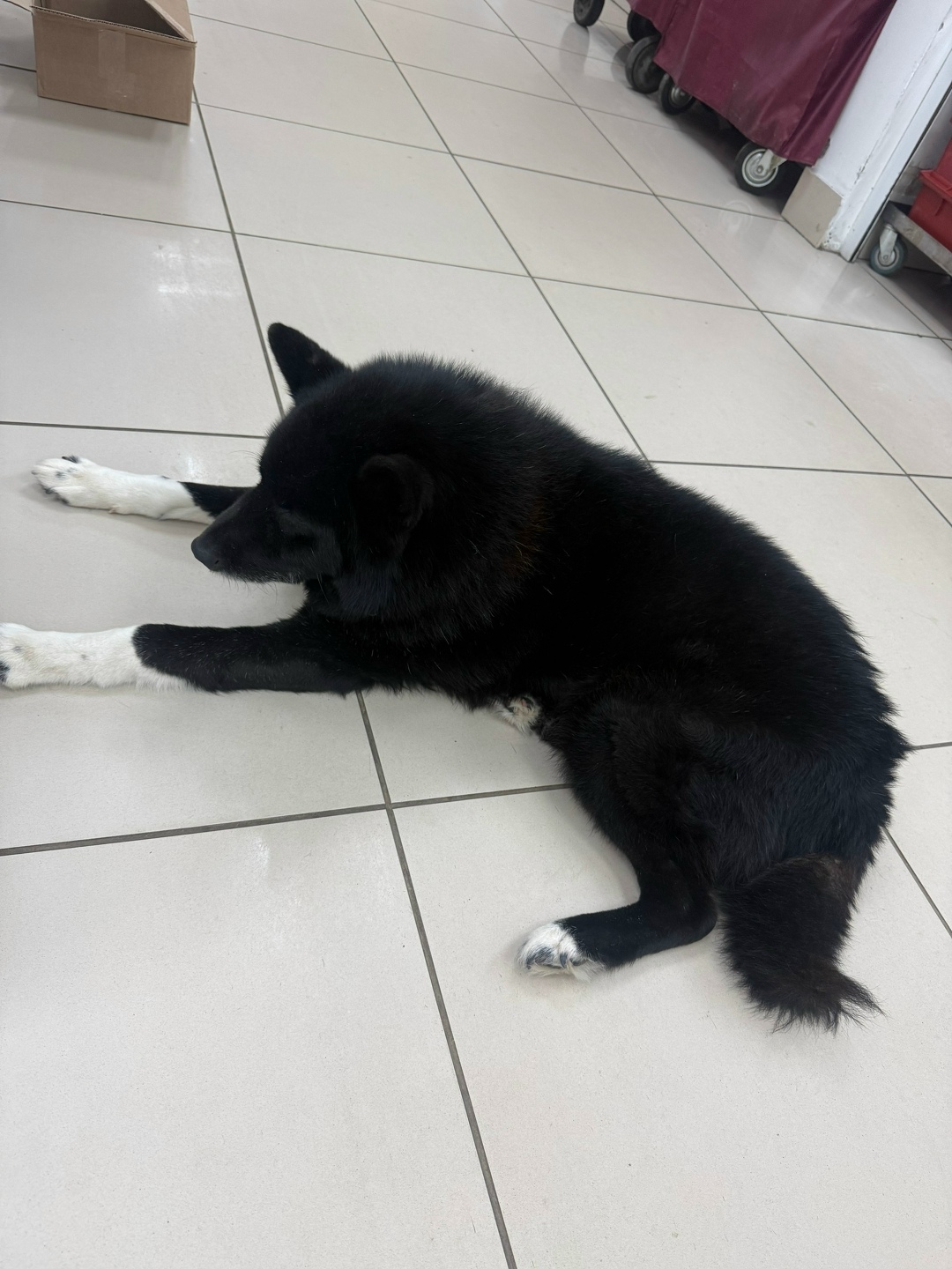 Пропала собака в Сыктывкаре — фото объявления