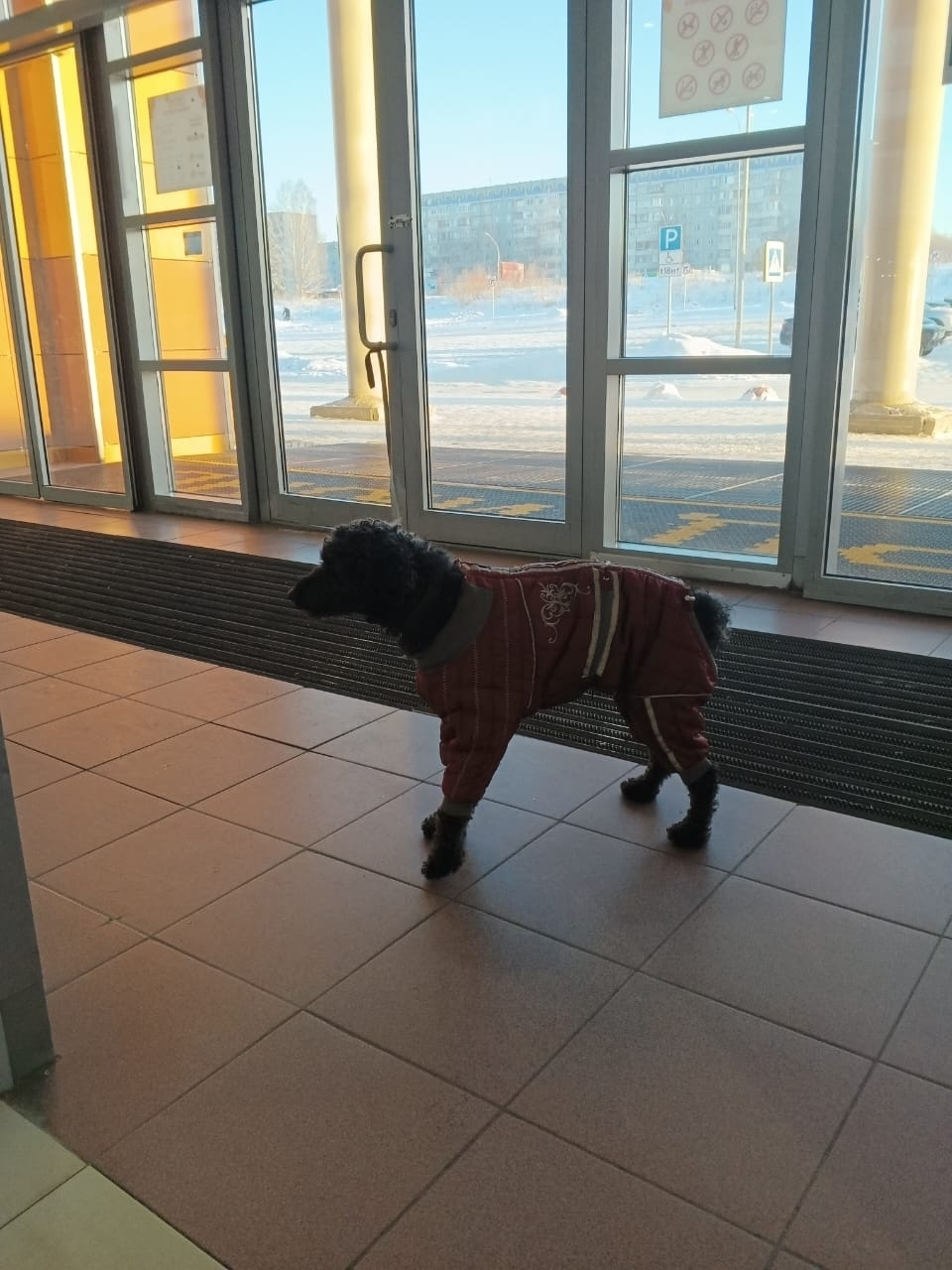 Найдена собака в Сыктывкаре — фото объявления