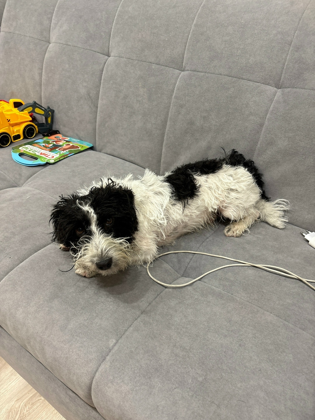 Пропала собака в Сыктывкаре — фото объявления