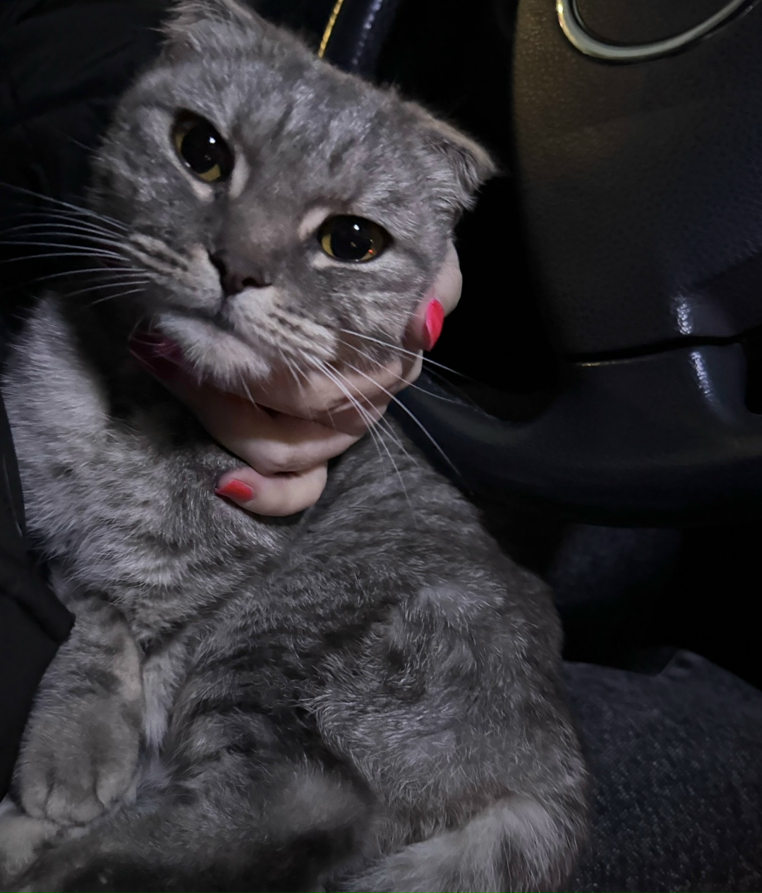 Пропала кошка в Сыктывкаре — фото объявления