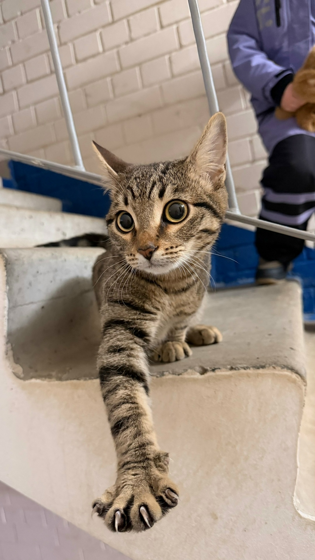 Пропала кошка в Сыктывкаре — фото объявления