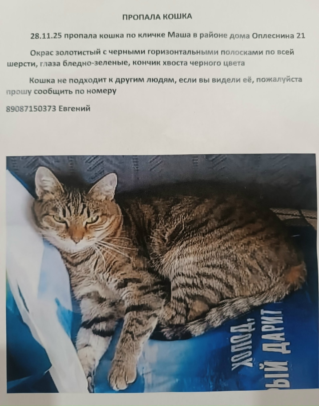 Найдена кошка в Сыктывкаре — фото объявления