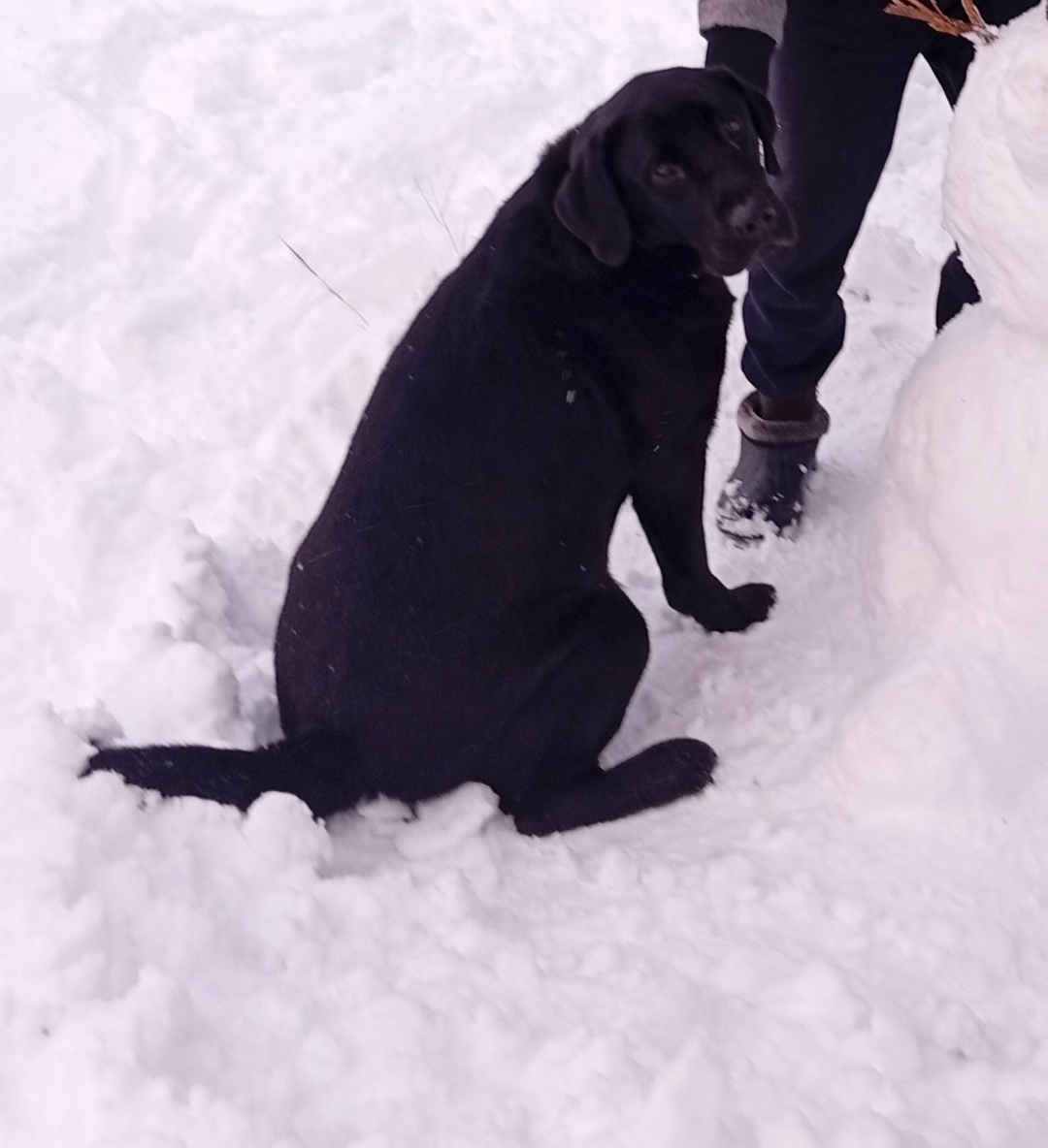 Пропала собака в Сыктывкаре — фото объявления
