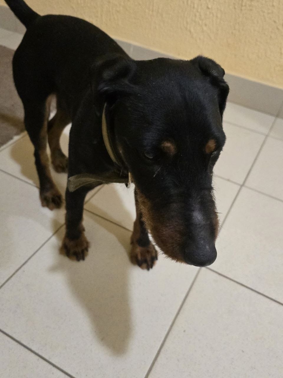 Пропала собака в Сыктывкаре — фото объявления