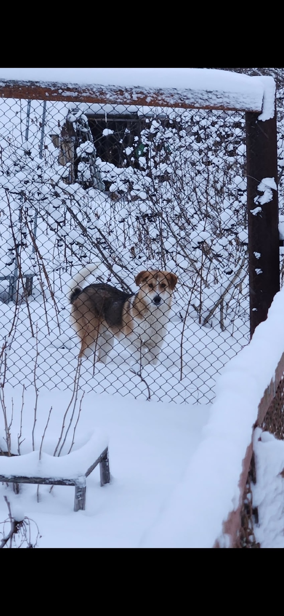 Найдена собака в Сыктывкаре — фото объявления