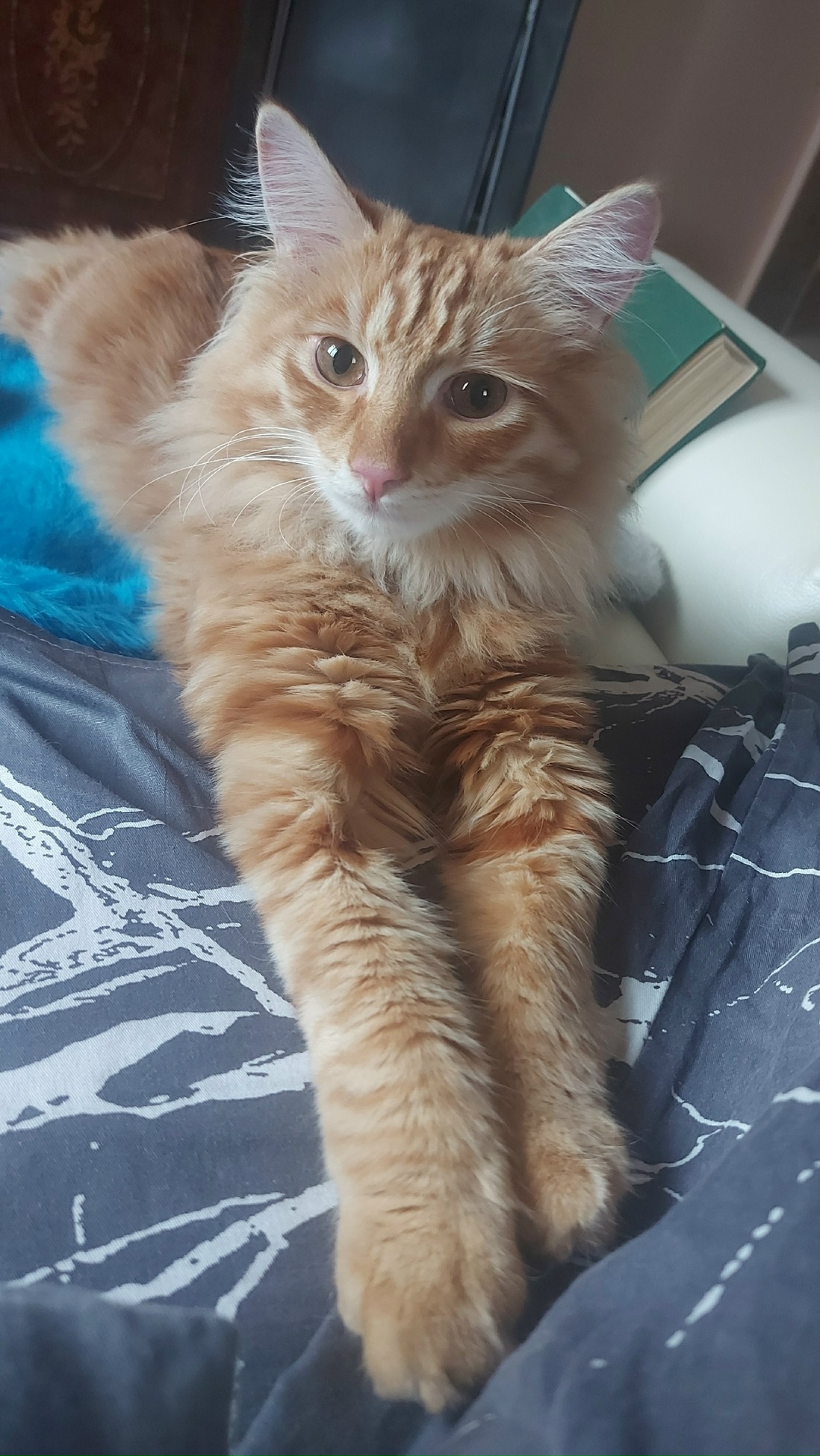 Пропала кошка в Сыктывкаре — фото объявления