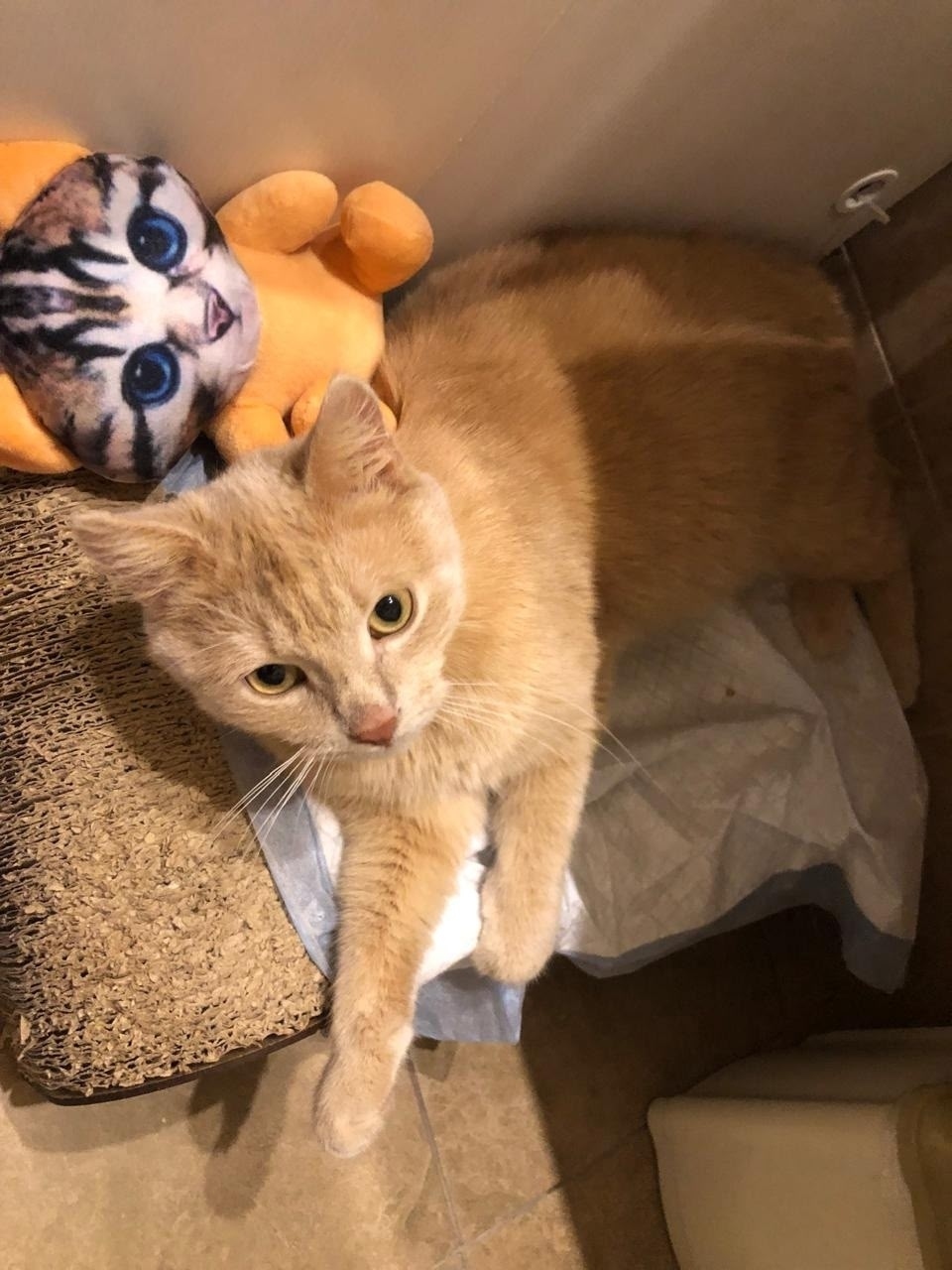 Найдена кошка в Сыктывкаре — фото объявления